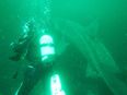 WATCH: Amazing footage of scuba divers’ encounter with basking sharks in Mayo