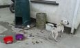 PICS: Tipperary man admits neglect of “extremely thin and undernourished” dog (Graphic content)