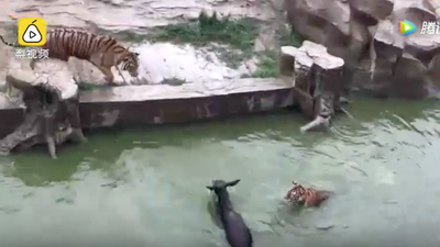 Outrage as donkey, still alive, is horrifically thrown to tigers in a zoo (Graphic Content)