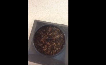 PIC: Man doesn’t qualify for benefits, unleashes bedbugs at city office, as you do