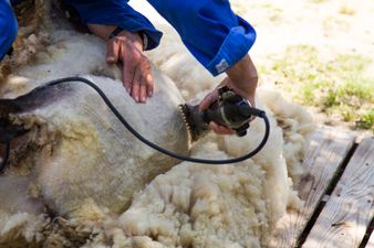 PIC: This sheep shearer’s sunburn is the definition of having a farmer’s tan