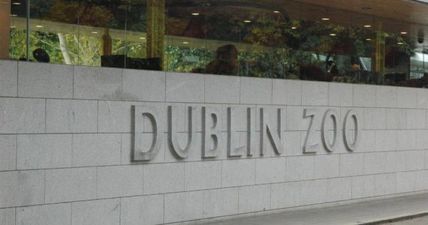 Campaign launched to “Save Dublin Zoo”, amid fears it may have to close its doors for good