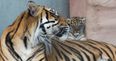 PICS: World’s most threatened species of tiger gives birth to a cub at Fota Wildlife Park
