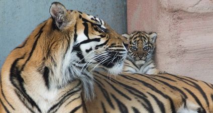 PICS: World’s most threatened species of tiger gives birth to a cub at Fota Wildlife Park