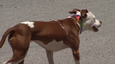 WATCH: This small town in Kentucky has a dog as their mayor