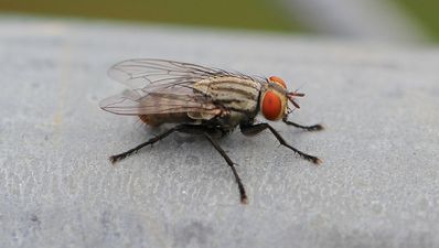 Dublin 4 is currently infested with a “biblical plague of flies”