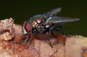Fly infestations are on the rise in Ireland and they’re only going to get worse