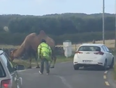 WATCH: A camel stops traffic as Kerry fans travel to Dublin for Mayo clash