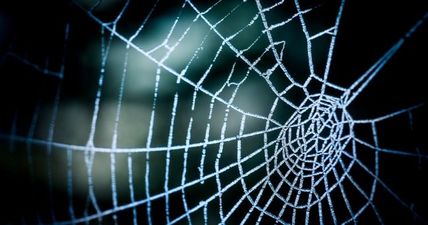 You won’t sleep a wink after seeing the size of this spider in a Dublin home