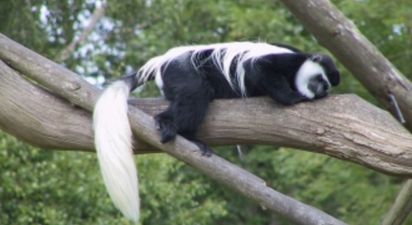 A monkey has escaped Fota Wildlife Park and is on the loose down in Cork