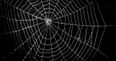 WATCH: Surely this is proof that spiders in Ireland are getting bigger