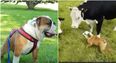 WATCH: This very randy dog in Limerick will let nothing stand in the way of love