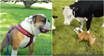 WATCH: This very randy dog in Limerick will let nothing stand in the way of love