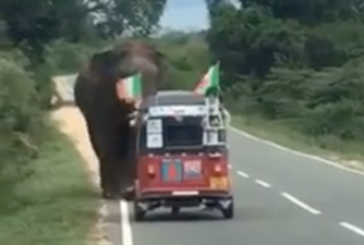VIDEO: Irishman in Sri Lanka should probably not have stopped to feed this wild elephant