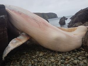PICS: 20-metre beached whale discovered on Arranmore Island