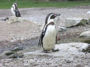 Fota Wildlife Park reveals eight animal escapes since 2015