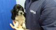 ISPCA are caring for seven puppies which were smuggled from Ireland into Wales