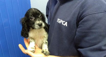 ISPCA are caring for seven puppies which were smuggled from Ireland into Wales