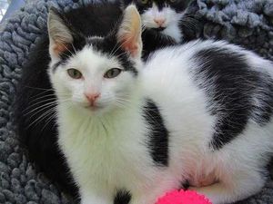 New Zealand council plans to ban all pet cats