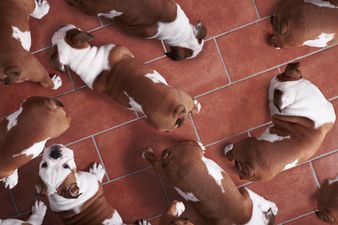 QUIZ: How well do you know your collective nouns?