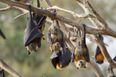 WATCH: Aussie town terrorised by ‘plague’ of 200,000 bats