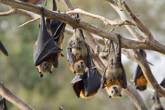 WATCH: Aussie town terrorised by ‘plague’ of 200,000 bats