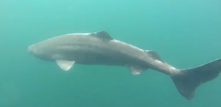 This 16-foot shark in Greenland could be over 500-years-old