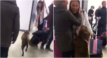 Sligo girl returns home for Christmas and gets the loveliest welcome from her dog