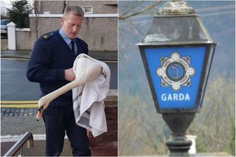 A member of the Gardaí had an altercation with a swan in Dublin on Friday morning