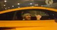 Conor McGregor greets fans at traffic lights before speeding away in his McLaren supercar
