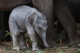 PICS: Dublin Zoo has announced the birth of an elephant calf