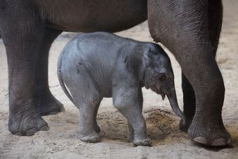African elephants are evolving to not grow tusks because of poachers
