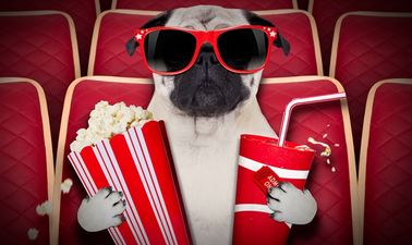 Irish cinemas will be hosting dog-friendly screenings of a Pixar classic and you can bring your pooch along