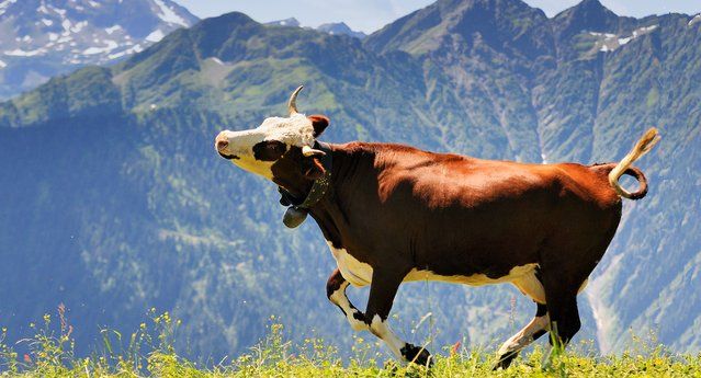 Cow in pleasant surroundings