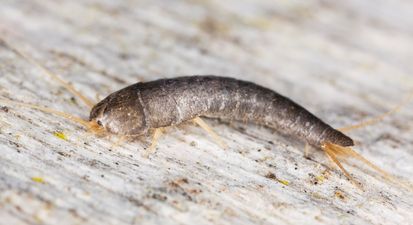 Householders urged to act following huge increase in silverfish and firebrat infestations in Ireland