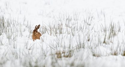 WATCH: Dublin Airport Police rescue baby rabbit from treacherous Storm Emma conditions