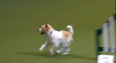WATCH: This Jack Russell terrier at Crufts will immediately make your day 87% better