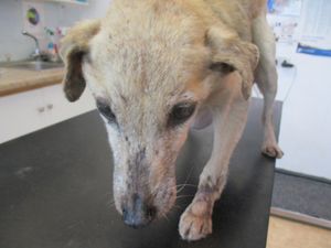 Kildare man convicted of cruelty to a dog that had to be euthanised on humane grounds (Warning: Graphic content)