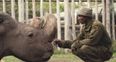 The world’s last male northern white rhino has died
