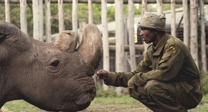 The world’s last male northern white rhino has died