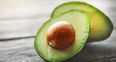 Tesco Ireland go all ‘notions’ with the launch of miniature avocados