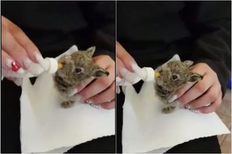 Despite valiant efforts to save her – Dublin Airport’s Hare Emma has passed away