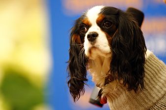 Irish vet issues a warning for dog-owners following the discovery of poisoned bait in popular dog-walking area