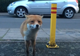 WATCH: This is probably why most people don’t try to buddy up with foxes