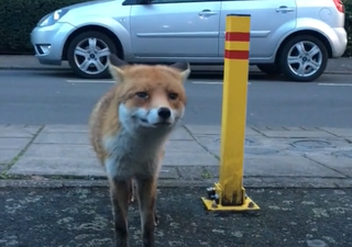 WATCH: This is probably why most people don’t try to buddy up with foxes