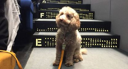 Quick! The Light House Cinema just added some more dog-friendly screenings for this weekend