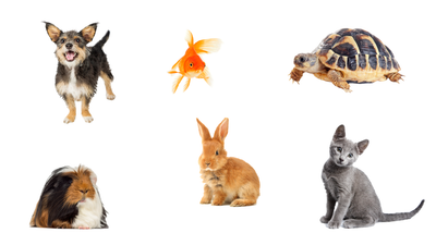 The definitive ranking of all household pets from worst to best