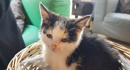 Dublin Cat Lounge issues urgent appeal for the return of stolen kitten