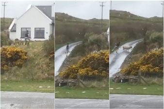 WATCH: Man’s valiant effort to catch rogue ram on Clare Island ends in spectacular failure