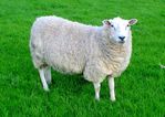 Gardaí investigating the suspected theft of over 100 sheep in Meath